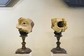 museo di anatomia umana bologna 8-2022 4760